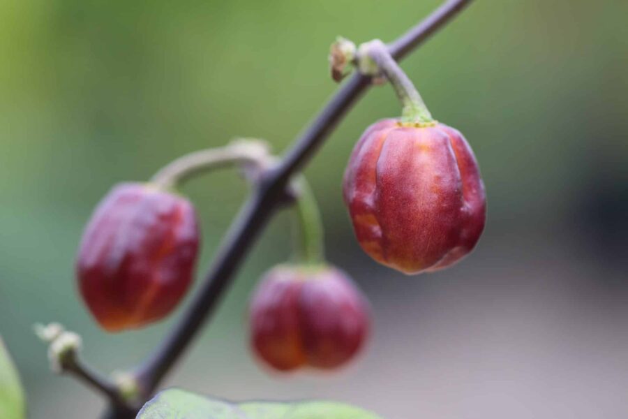 Purple Peach-chilifrukter med lila till rosa färgväxling