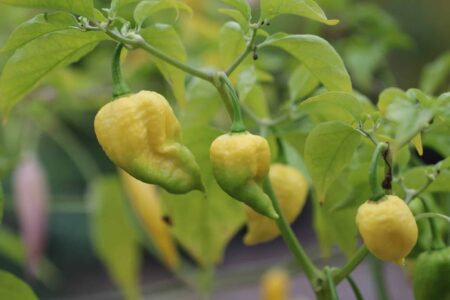 Trinidad Moruga Scorpion White
