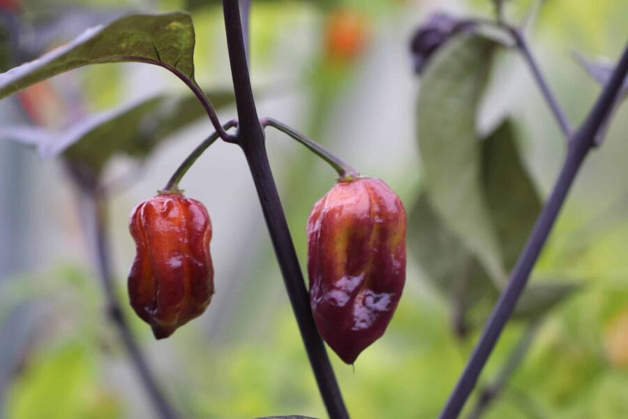 Mogna röda Yaki Red-chilifrukter med intensiv färg