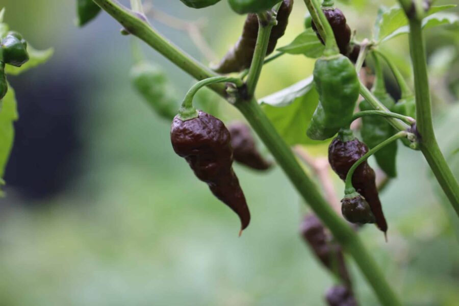 Svartbruna rynkiga Black Naga-chilifrukter