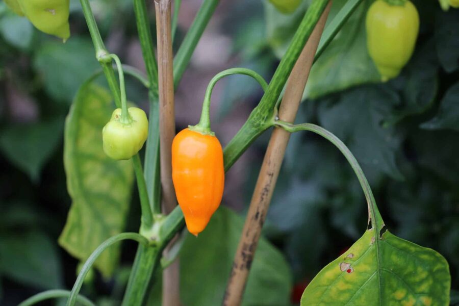 Orange Jamy-frukter med rund form på produktiv planta