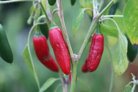 Sport Pepper