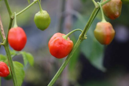 Malawi Peppadew