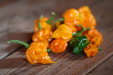 7 Pot Lava Yellow