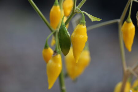 Yellow Pointy