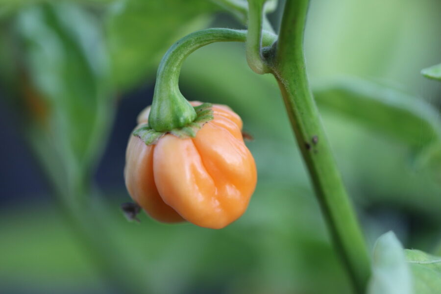 Persikafärgade 7 pot Peach-frukter med skrynklig yta