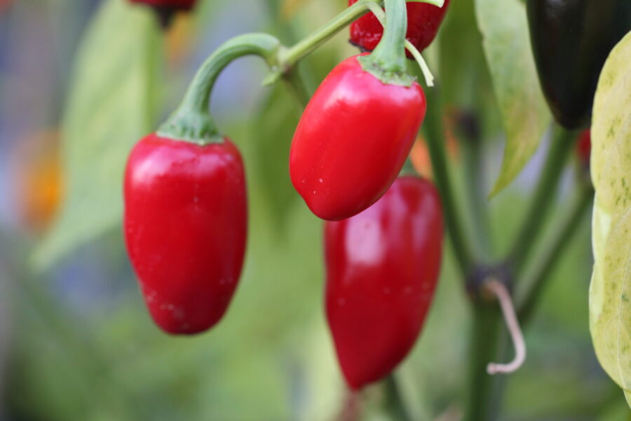 Gröna Jalapeno La Bomba-frukter med tjockt fruktkött