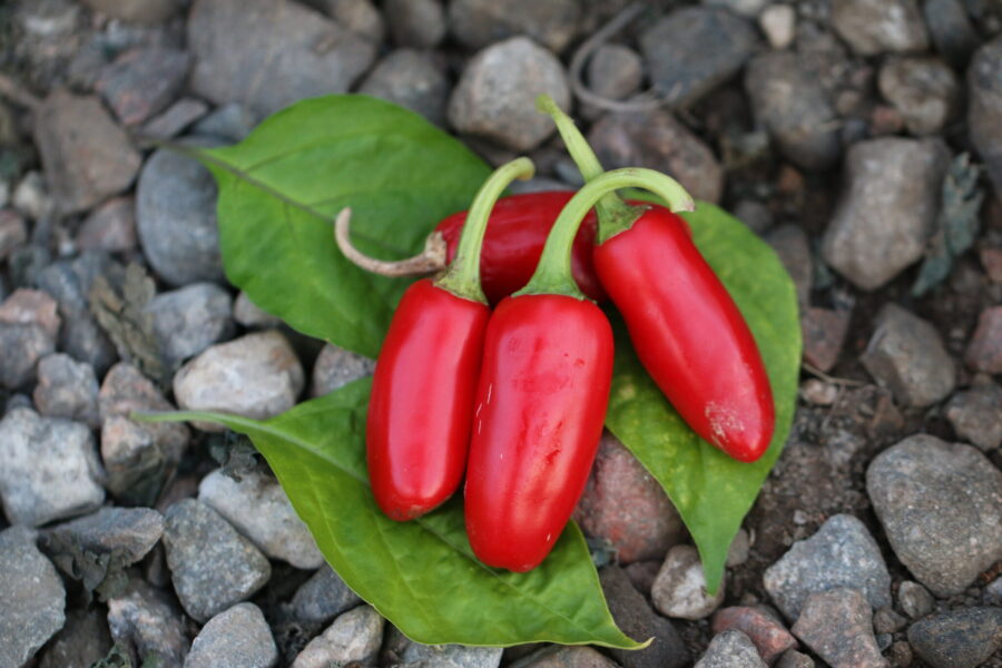 Gröna NuMex Vaquero jalapeño-frukter