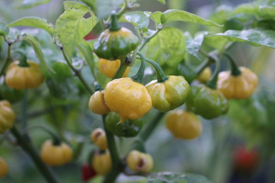 Gula Lemon Starrburst-frukter med rund, UFO-liknande form