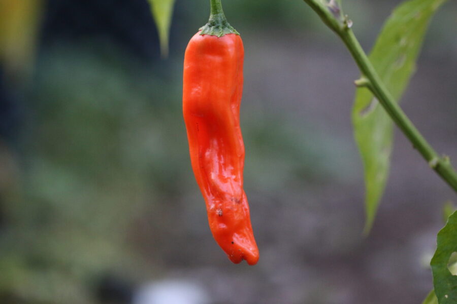 Orange Peter Pepper Orange-frukter med karakteristisk böjd form