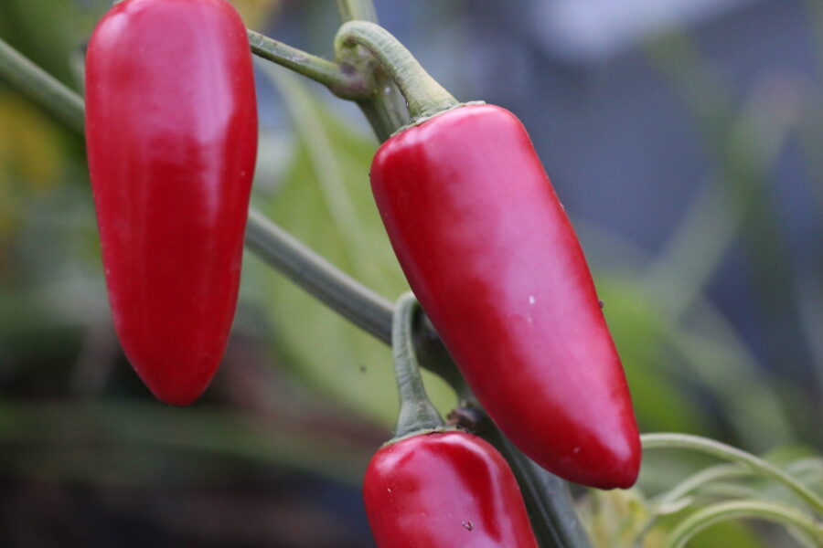 Gröna Jalapeno Emerald Fire-frukter med tjock, glansig yta