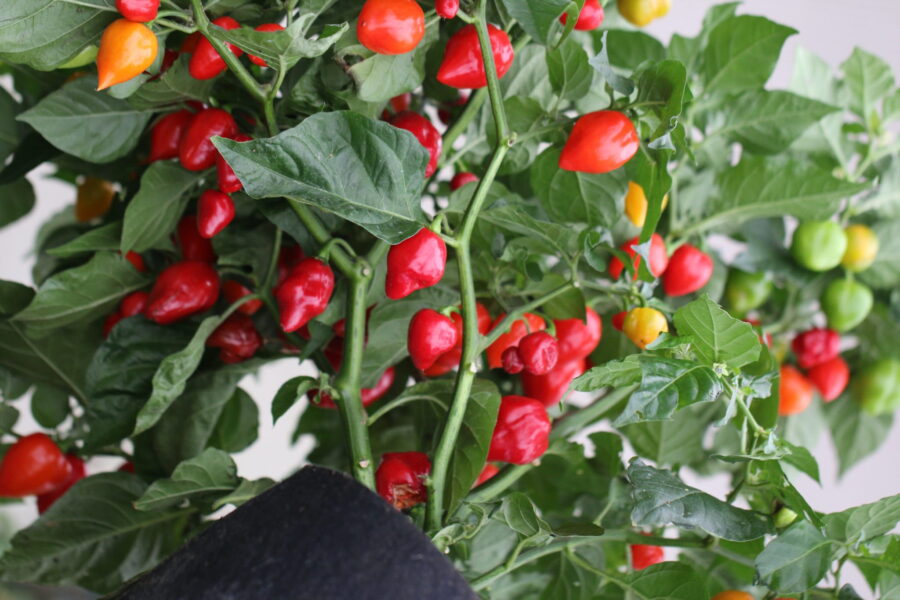 Mogna röda Red Savina habanero-frukter med lanternform