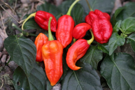 Devils Tongue Red