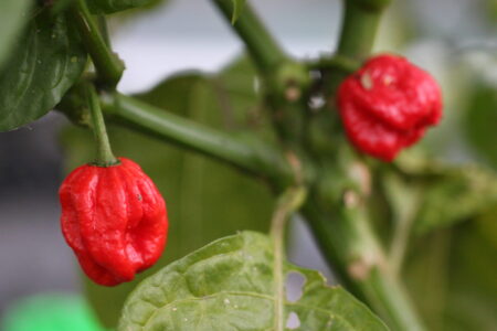 7 Pot Jonah