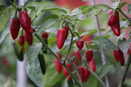 Jalapeno