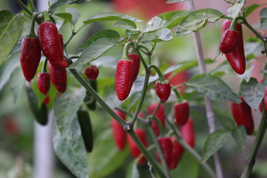 Gröna jalapeño-chilifrukter mognar på busken