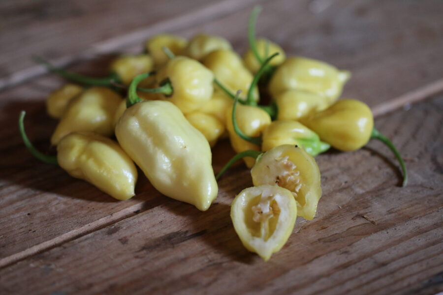 Ljusa Naga White-chilifrukter med rund, bucklig form