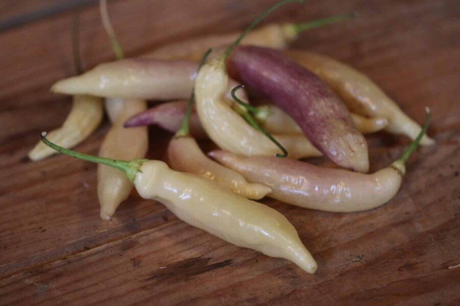Ljusa, krämfärgade Blondie-chilifrukter på plantan