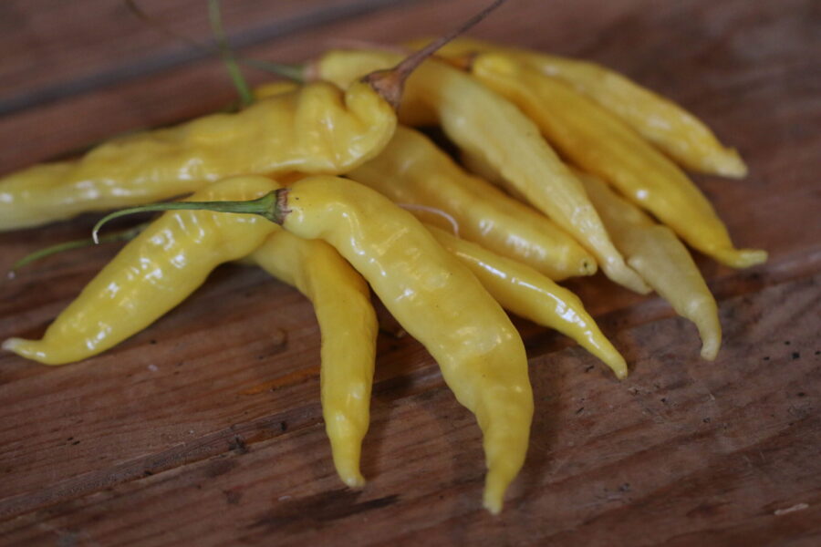 Gula Aji Pineapple Large-frukter på plantan