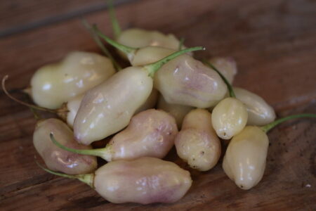 White Pineapple