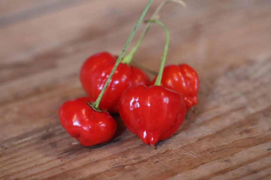 Peito de Moça-chili med massor av päronformade frukter