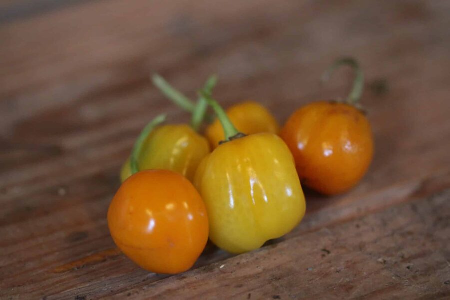 Mogna orange Aji Jobita-frukter med rund, bollformad form