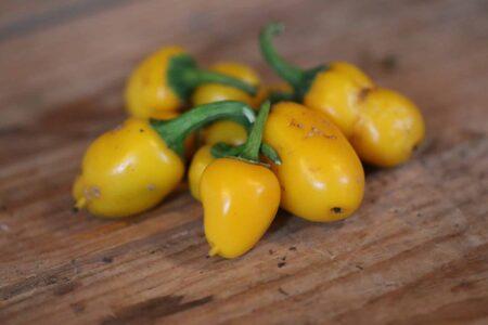 NuMex Lemon Spice