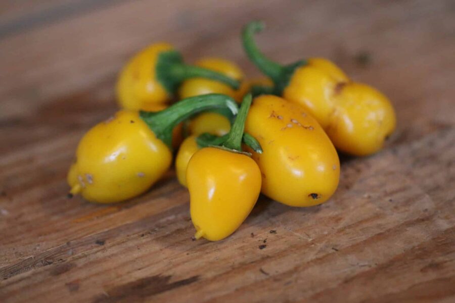 Gula NuMex Lemon Spice-jalapeño-frukter på plantan