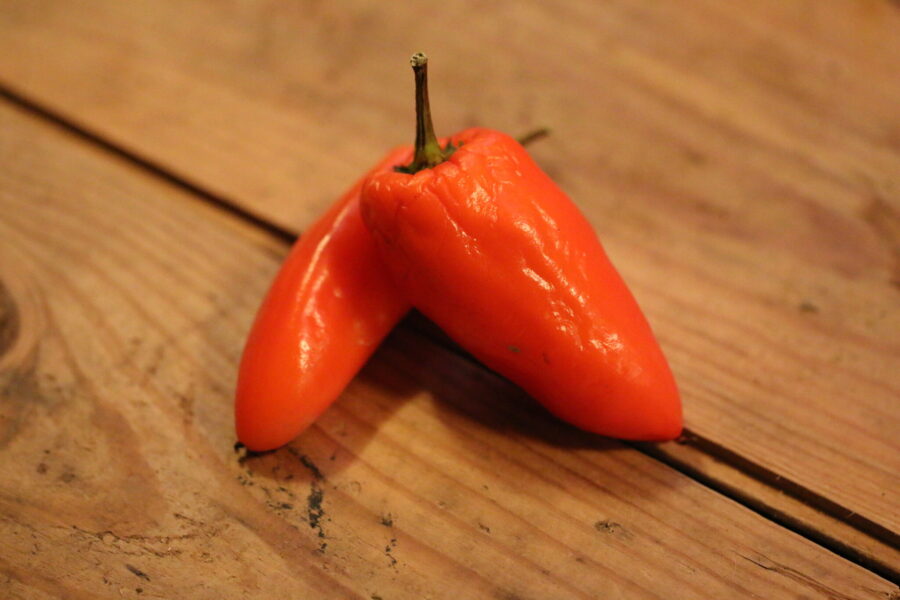 Orange Tangerine Dream-chili med upprätta frukter