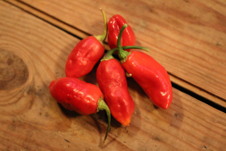 Röda Aji Cajamarca-chilifrukter på plantan
