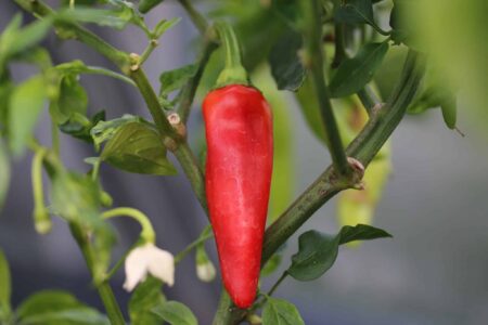 Hungarian Hot Wax