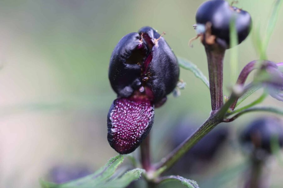 Mattapeno x Mutant med variegerade blad och lila frukter