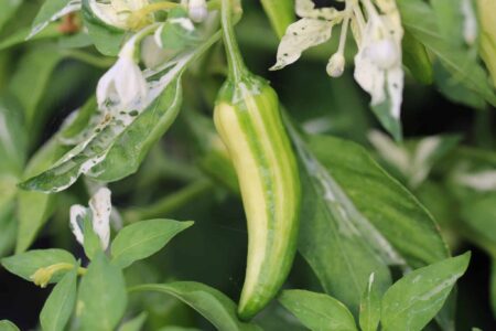 Fish Pepper
