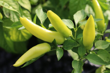 Hungarian Hot Wax Yellow