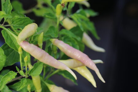 Aji Omnicolor x Aji Pineapple F3