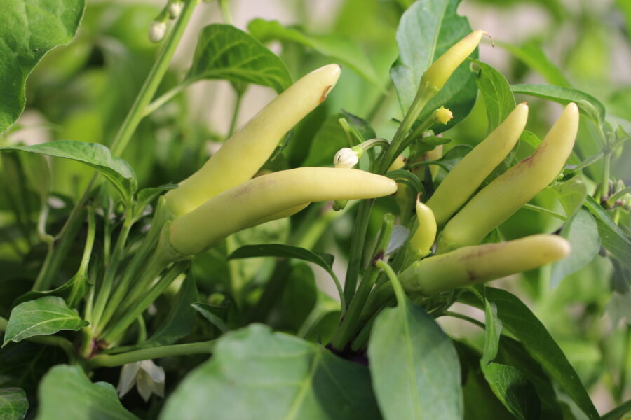 Vita KS White Thai-chilifrukter på plantan