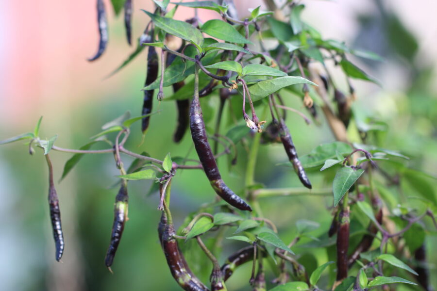 Naga Jolokia Purple chilifrukter med karakteristisk purpurfärg