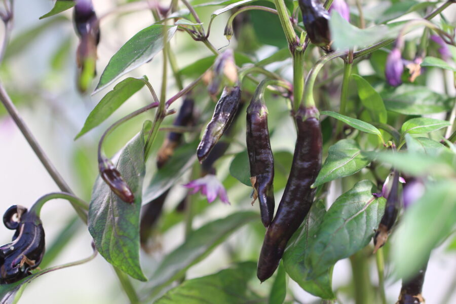 Dark Thai Italia-planta med mörka blad och röda frukter