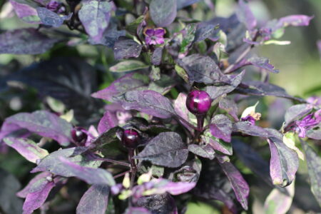 Purple Flash