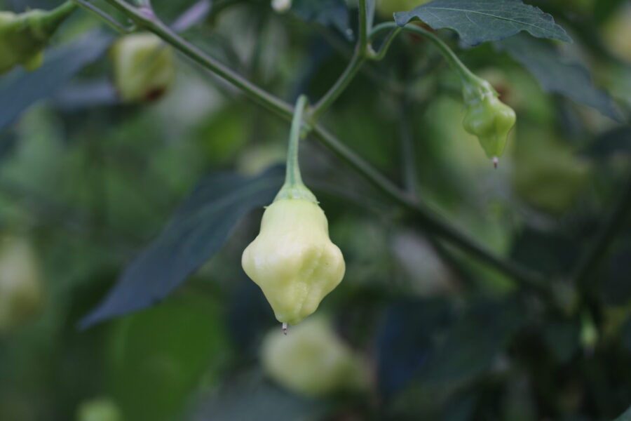 Vita klockformade Aji White Fantasy-chilifrukter