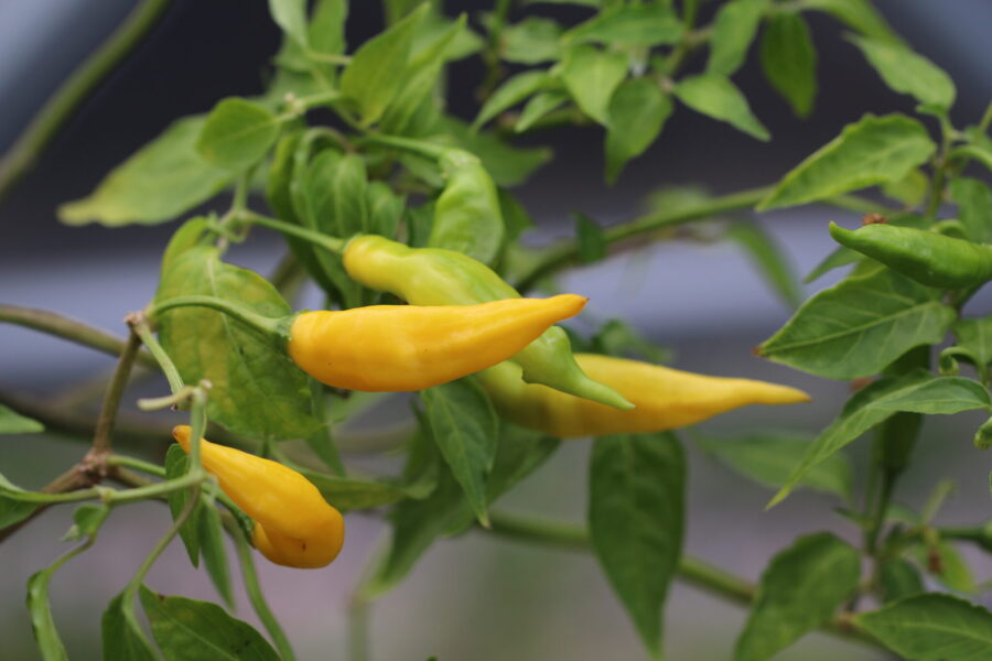 Gula Aji Russian Yellow-chilifrukter