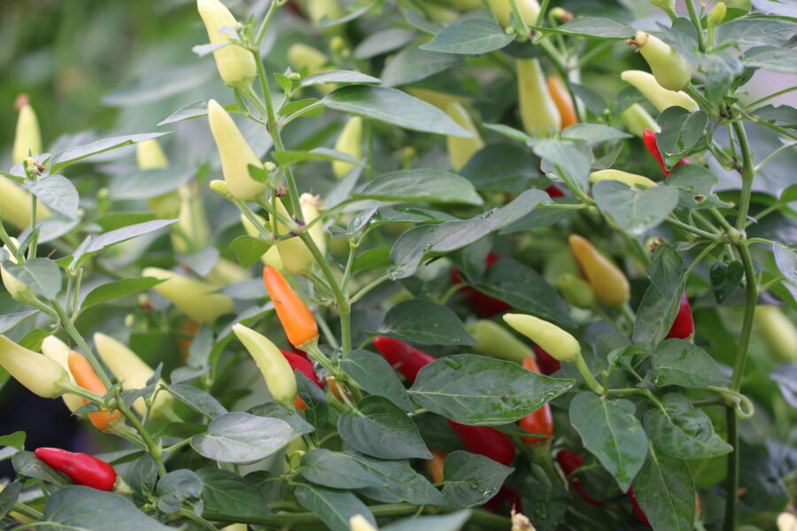 Röda KS Starrgazer-chilifrukter Thai-typ