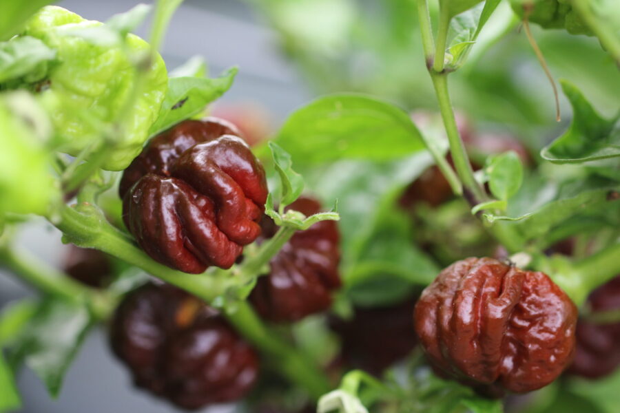 Chokladbruna 7 Pot Rennie-chilifrukter från Trinidad