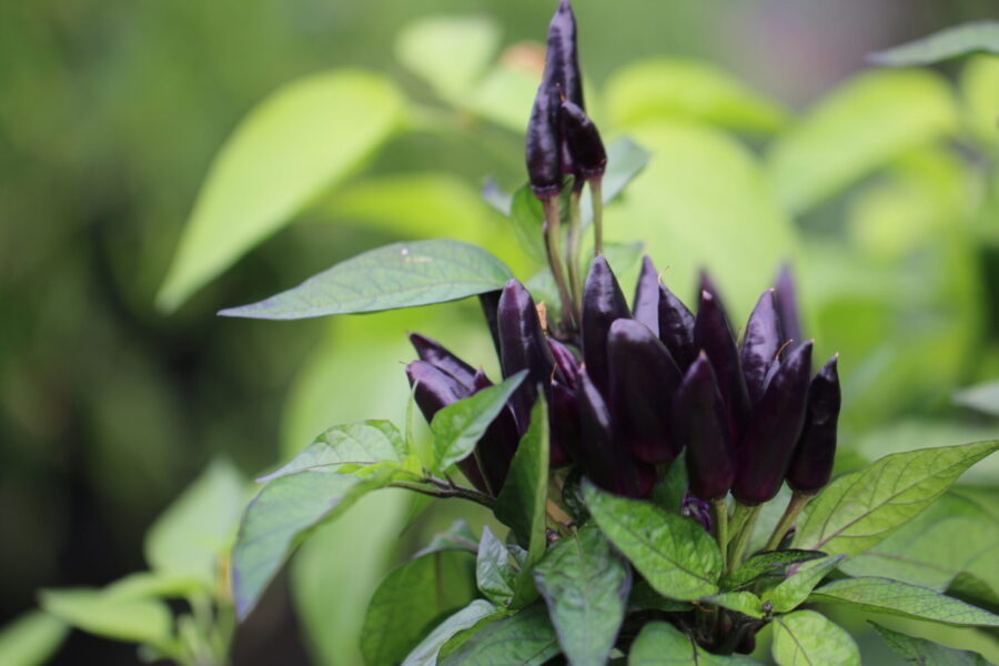 Black Prince Chili med mörkt bladverk och röda frukter