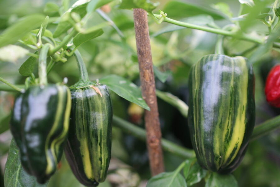 Bryans Blood-chili med variegerade blad och röda frukter