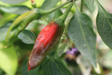 Afghan