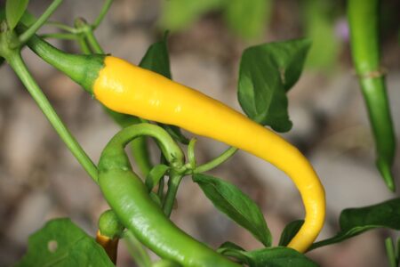 Cayenne Yellow