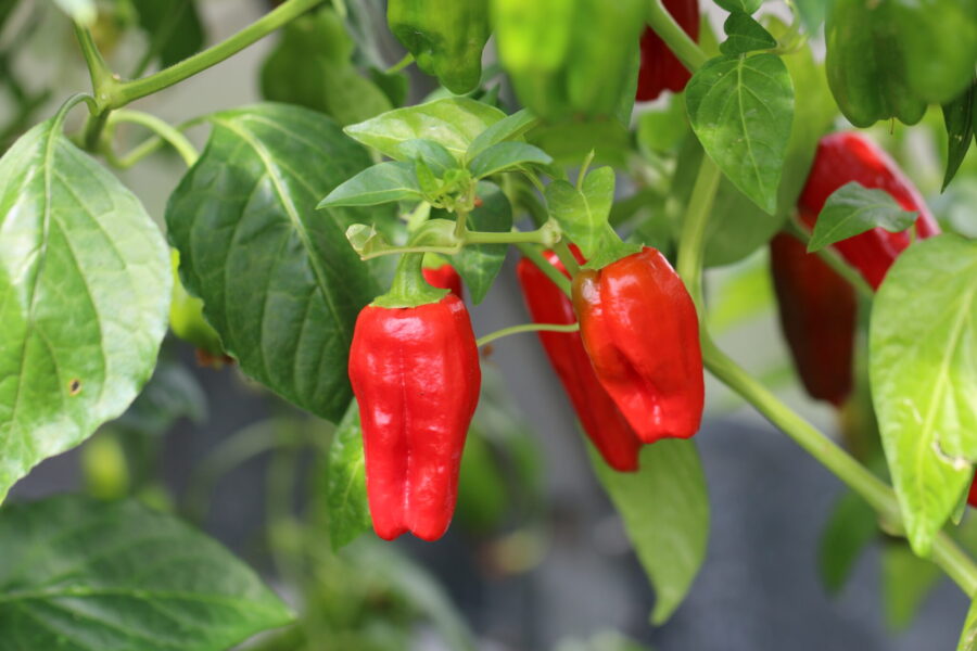 Mogna röda Big Jamaican-chilifrukter med lanternform