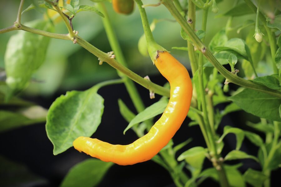 Mogna gula Aji Guyana-chilifrukter