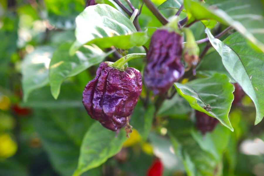 Lila Purple Death-chilifrukter med mörkt bladverk